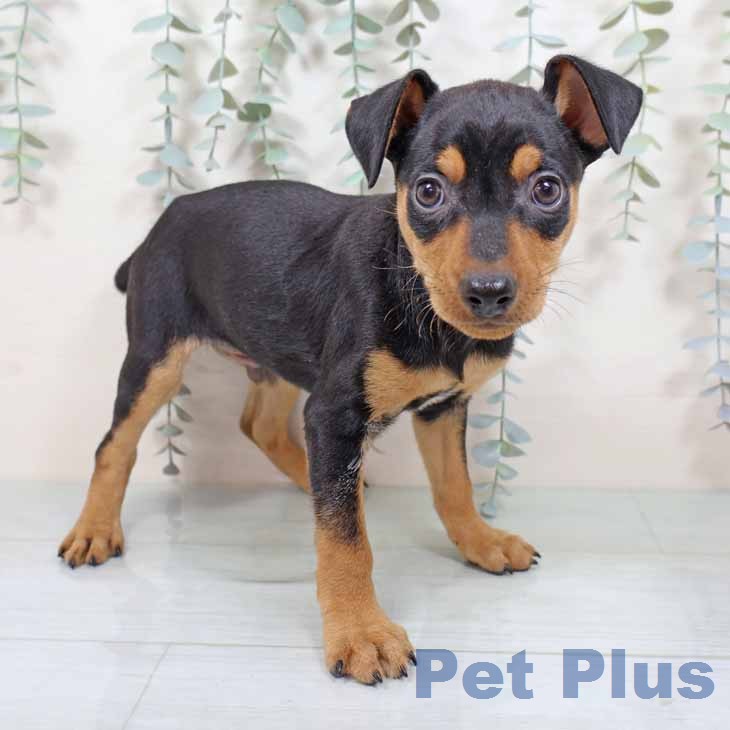 奈良県のミニチュアピンシャー (ペットプラス 大和郡山店/2025年11月19日生まれ/男の子/ブラックタン)の子犬の1枚目の画像