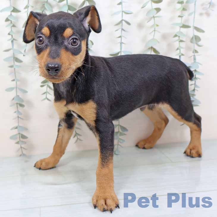 奈良県のミニチュアピンシャー (ペットプラス 大和郡山店/2025年11月19日生まれ/男の子/ブラックタン)の子犬の2枚目の画像