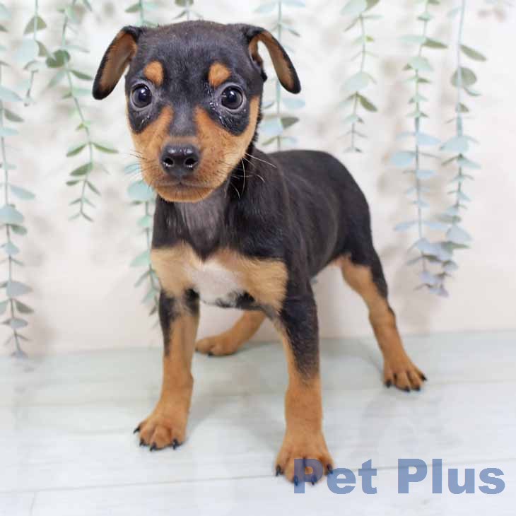 大阪府のミニチュアピンシャー (ペットプラス イオン大日店/2025年11月19日生まれ/男の子/ブラックタン)の子犬の1枚目の画像