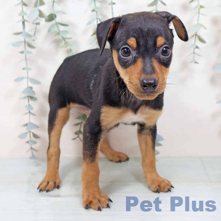 大阪府のミニチュアピンシャー (ペットプラス イオン大日店/2025年11月19日生まれ/男の子/ブラックタン)の子犬の2枚目の画像