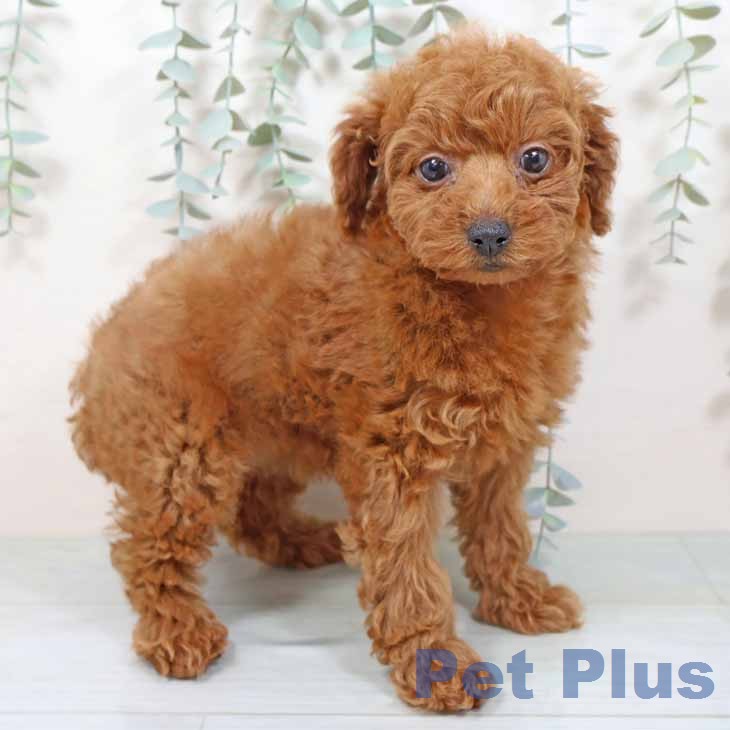 京都府のトイプードル(トイ) (ペットプラス 久御山店/2025年11月11日生まれ/女の子/レッドフォーン)の子犬の1枚目の画像