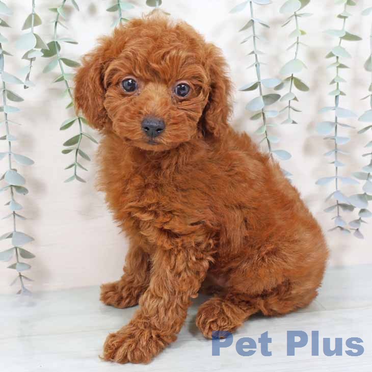 京都府のトイプードル(トイ) (ペットプラス 久御山店/2025年11月11日生まれ/女の子/レッドフォーン)の子犬の2枚目の画像