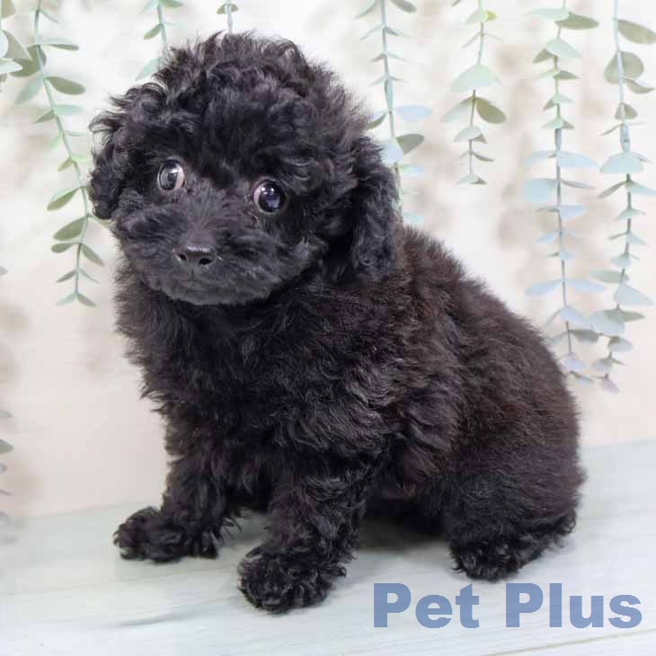 新潟県のトイプードル(トイ) (ペットプラス 新潟南店/2025年11月15日生まれ/男の子/ブラック)の子犬の2枚目の画像