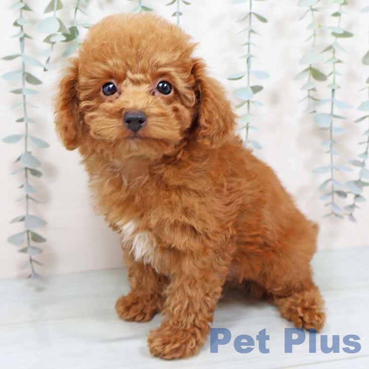 京都府のトイプードル(トイ) (ペットプラス 京都桂川店/2025年11月11日生まれ/男の子/オレンジフォーン)の子犬の1枚目の画像