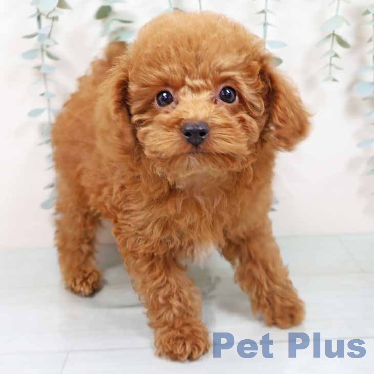京都府のトイプードル(トイ) (ペットプラス 京都桂川店/2025年11月11日生まれ/男の子/オレンジフォーン)の子犬の2枚目の画像