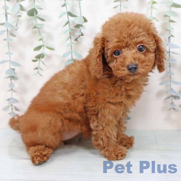 大阪府のトイプードル(トイ) (ペットプラス りんくう泉南店/2025年11月11日生まれ/女の子/レッドフォーン)の子犬の1枚目の画像