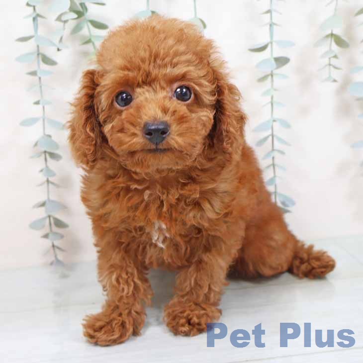 大阪府のトイプードル(トイ) (ペットプラス りんくう泉南店/2025年11月11日生まれ/女の子/レッドフォーン)の子犬の2枚目の画像