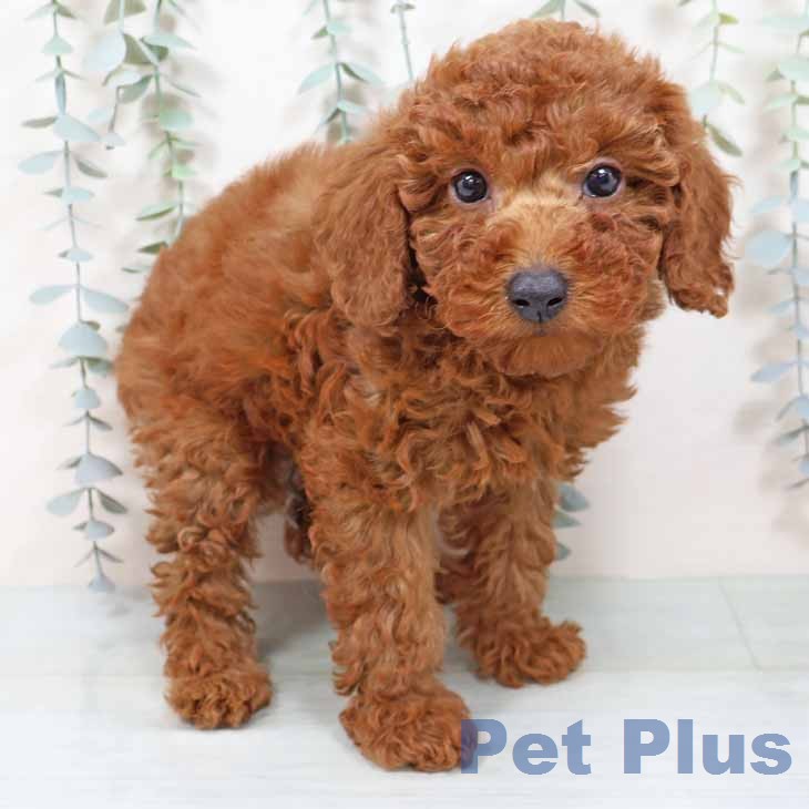 新潟県のトイプードル(トイ) (ペットプラス 新潟南店/2025年11月16日生まれ/男の子/レッド)の子犬の1枚目の画像