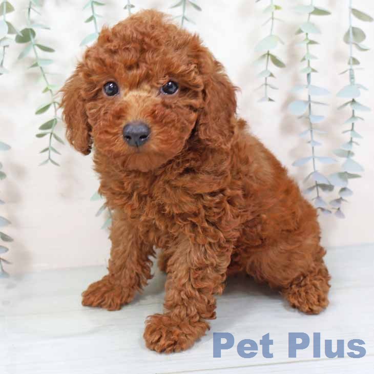 新潟県のトイプードル(トイ) (ペットプラス 新潟南店/2025年11月16日生まれ/男の子/レッド)の子犬の2枚目の画像