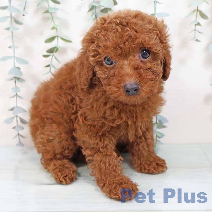 大阪府のトイプードル(トイ) (ペットプラス ららぽーと和泉店/2025年11月16日生まれ/男の子/レッド)の子犬の1枚目の画像