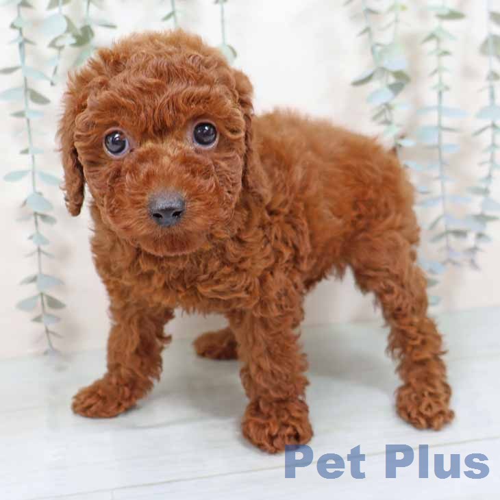 大阪府のトイプードル(トイ) (ペットプラス 堺北花田店/2025年11月16日生まれ/女の子/レッド)の子犬の2枚目の画像