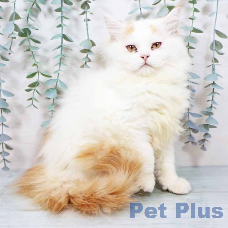 新潟県のラガマフィン (ペットプラス 新潟南店/2025年11月9日生まれ/男の子/レッドホワイト)の子猫の2枚目の画像