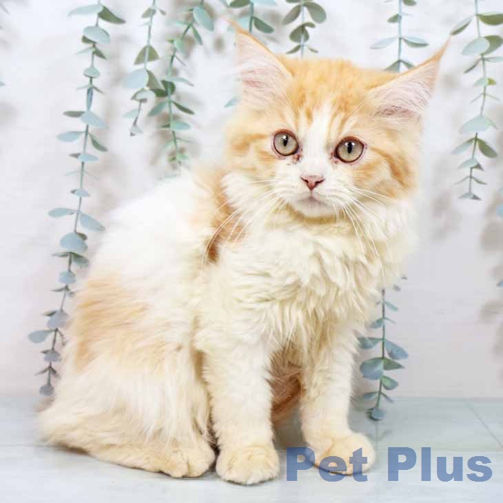 京都府のラガマフィン (ペットプラス 久御山店/2025年11月9日生まれ/男の子/レッドホワイト)の子猫の2枚目の画像