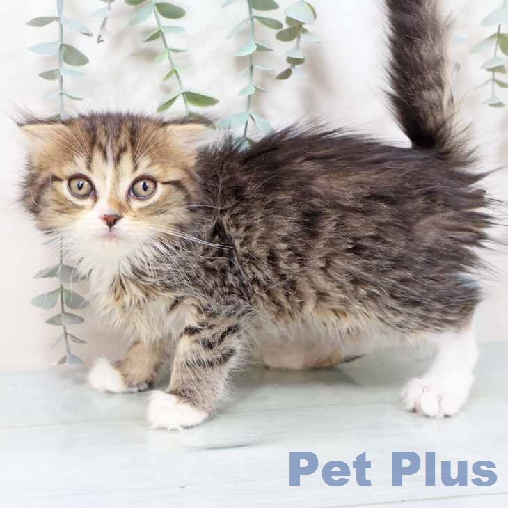 京都府のスコティッシュフォールド (ペットプラス 久御山店/2025年11月16日生まれ/男の子/ブラウンタビーホワイト)の子猫の1枚目の画像
