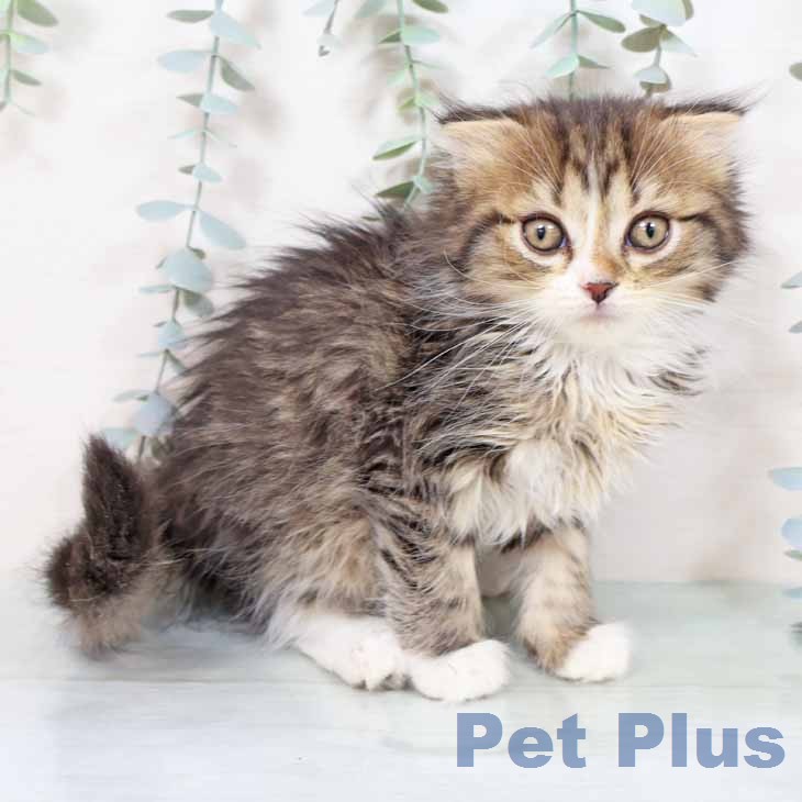 京都府のスコティッシュフォールド (ペットプラス 久御山店/2025年11月16日生まれ/男の子/ブラウンタビーホワイト)の子猫の2枚目の画像