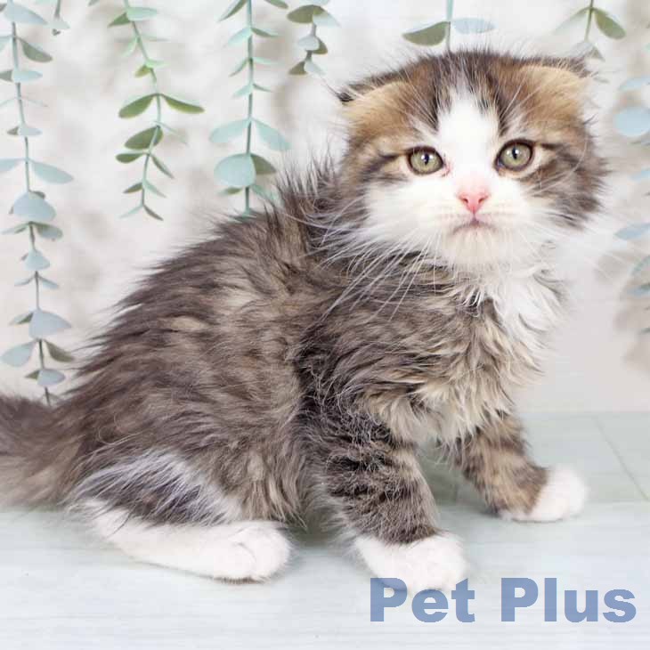 奈良県のスコティッシュフォールド (ペットプラス 大和郡山店/2025年11月16日生まれ/男の子/ブラウンタビーホワイト)の子猫の1枚目の画像