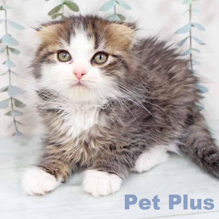 奈良県のスコティッシュフォールド (ペットプラス 大和郡山店/2025年11月16日生まれ/男の子/ブラウンタビーホワイト)の子猫の2枚目の画像