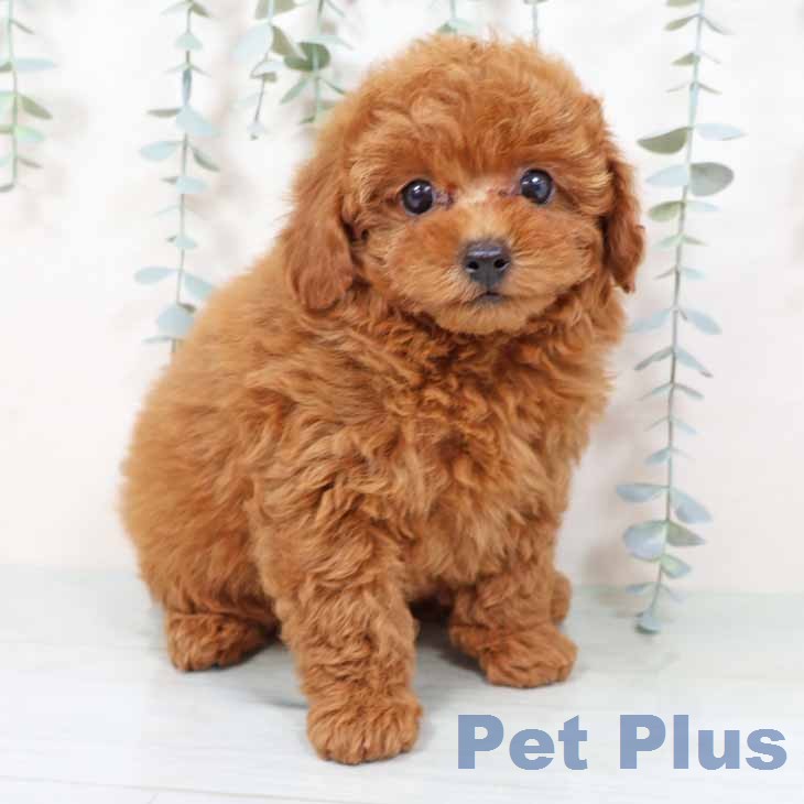 大阪府のトイプードル(トイ) (ペットプラス イオン大日店/2025年11月17日生まれ/男の子/レッド)の子犬の1枚目の画像