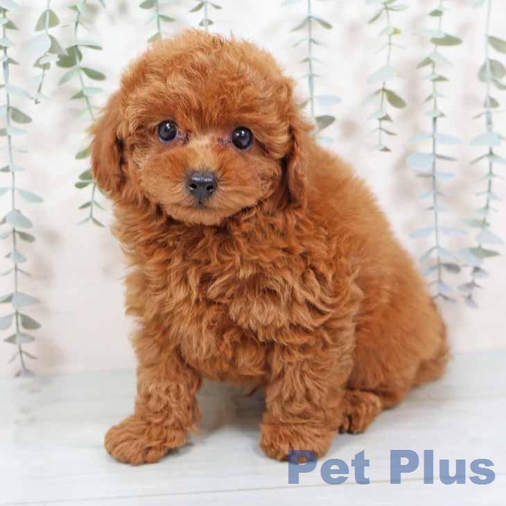 大阪府のトイプードル(トイ) (ペットプラス イオン大日店/2025年11月17日生まれ/男の子/レッド)の子犬の2枚目の画像