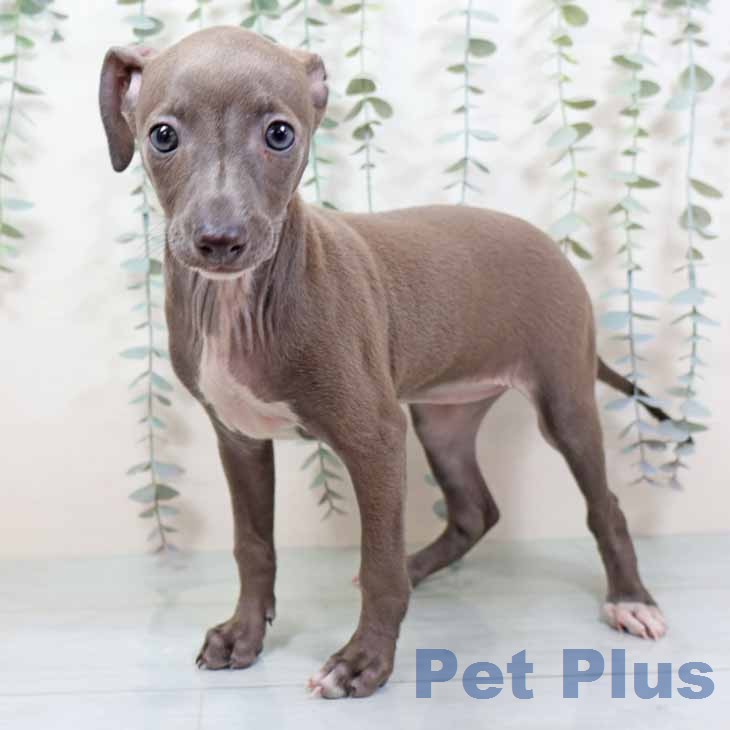 大阪府のイタリアングレーハウンド (ペットプラス 大阪ドームシティ店/2025年10月31日生まれ/女の子/ブルーホワイト)の子犬の1枚目の画像