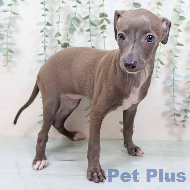 大阪府のイタリアングレーハウンド (ペットプラス 大阪ドームシティ店/2025年10月31日生まれ/女の子/ブルーホワイト)の子犬の2枚目の画像