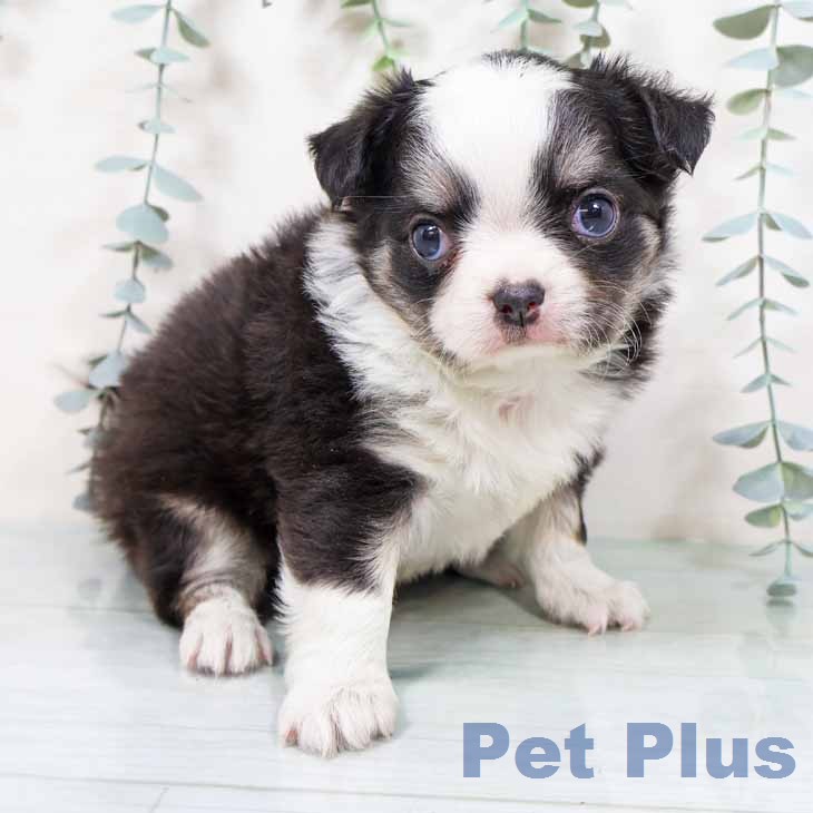 京都府のチワワ(ロング) (ペットプラス イオンモールKYOTO店/2025年11月20日生まれ/女の子/ブラックタンホワイト)の子犬の1枚目の画像