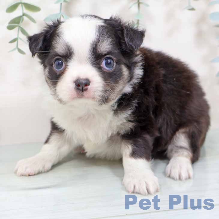 京都府のチワワ(ロング) (ペットプラス イオンモールKYOTO店/2025年11月20日生まれ/女の子/ブラックタンホワイト)の子犬の2枚目の画像
