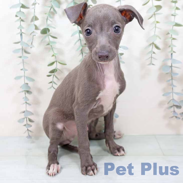 大阪府のイタリアングレーハウンド (ペットプラス 四條畷店/2025年11月20日生まれ/男の子/ブルーホワイト)の子犬の1枚目の画像