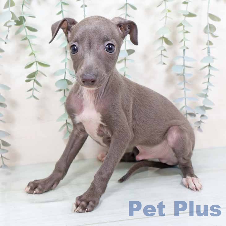 大阪府のイタリアングレーハウンド (ペットプラス 四條畷店/2025年11月20日生まれ/男の子/ブルーホワイト)の子犬の2枚目の画像