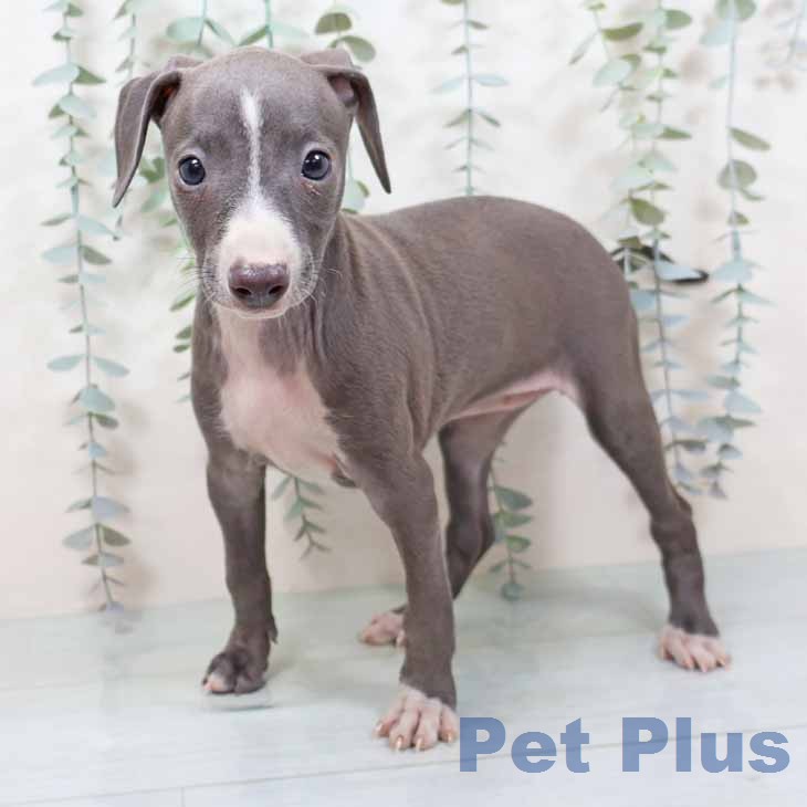 大阪府のイタリアングレーハウンド (ペットプラス ららぽーと和泉店/2025年11月20日生まれ/女の子/ブルーホワイト)の子犬の1枚目の画像