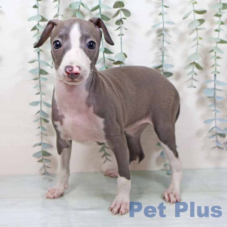 新潟県のイタリアングレーハウンド (ペットプラス 新潟南店/2025年11月20日生まれ/女の子/ブルーホワイト)の子犬の1枚目の画像