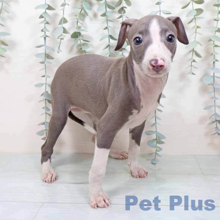 新潟県のイタリアングレーハウンド (ペットプラス 新潟南店/2025年11月20日生まれ/女の子/ブルーホワイト)の子犬の2枚目の画像