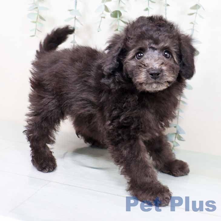 兵庫県のトイプードル(トイ) (ペットプラス 明石店/2025年11月19日生まれ/男の子/グレー)の子犬の1枚目の画像