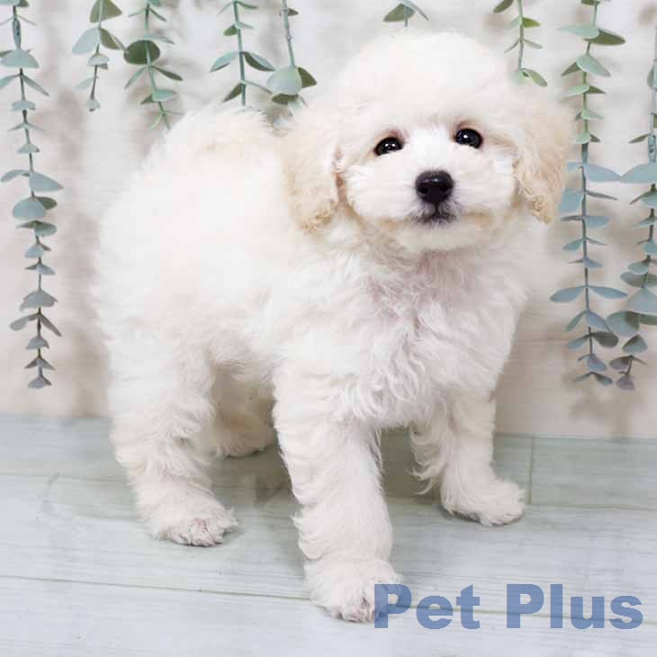 兵庫県のトイプードル(トイ) (ペットプラス 明石店/2025年11月19日生まれ/男の子/ホワイト)の子犬の1枚目の画像