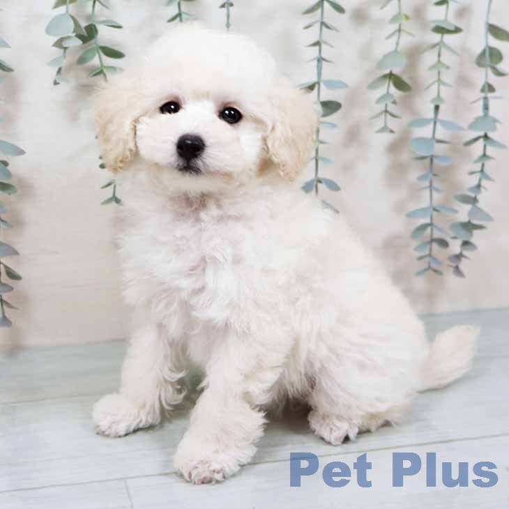 兵庫県のトイプードル(トイ) (ペットプラス 明石店/2025年11月19日生まれ/男の子/ホワイト)の子犬の2枚目の画像