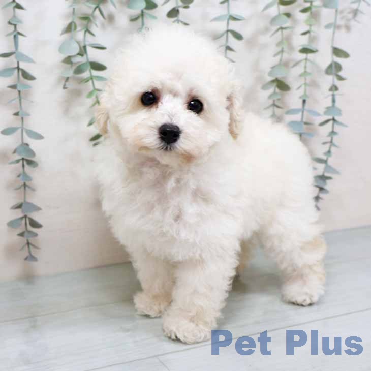 兵庫県のトイプードル(トイ) (ペットプラス 神戸三宮店/2025年11月12日生まれ/女の子/ホワイト)の子犬の1枚目の画像