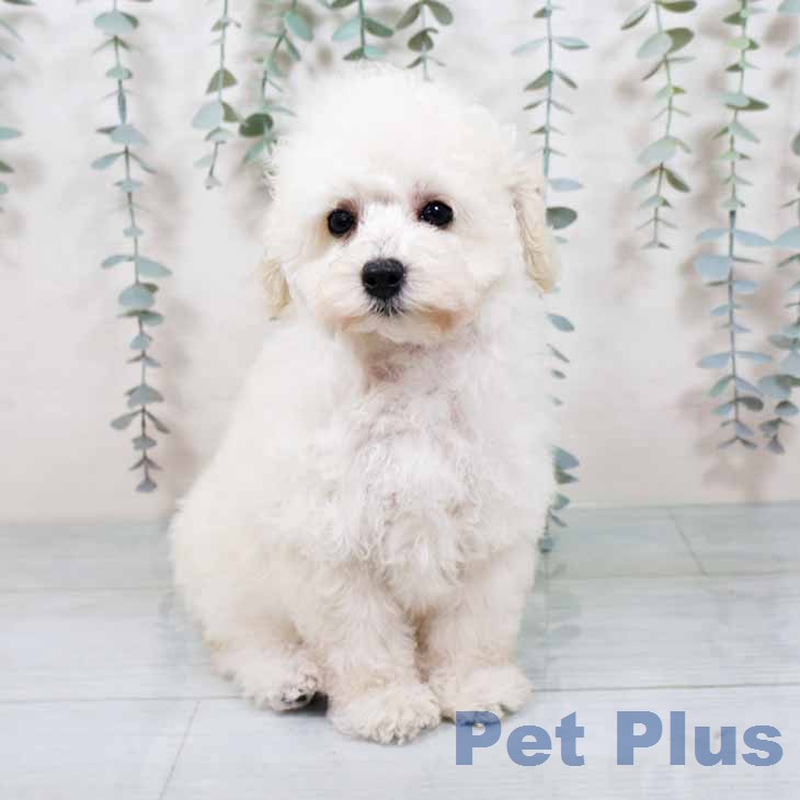 兵庫県のトイプードル(トイ) (ペットプラス 神戸三宮店/2025年11月12日生まれ/女の子/ホワイト)の子犬の2枚目の画像