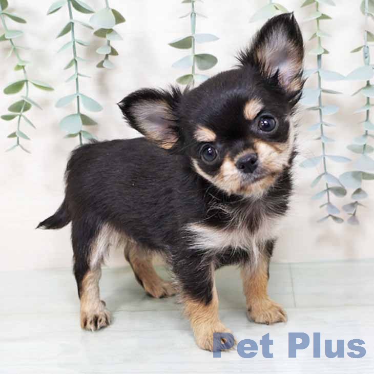 新潟県のチワワ(ロング) (ペットプラス 新潟南店/2025年11月18日生まれ/女の子/ブラックタンホワイト)の子犬の1枚目の画像