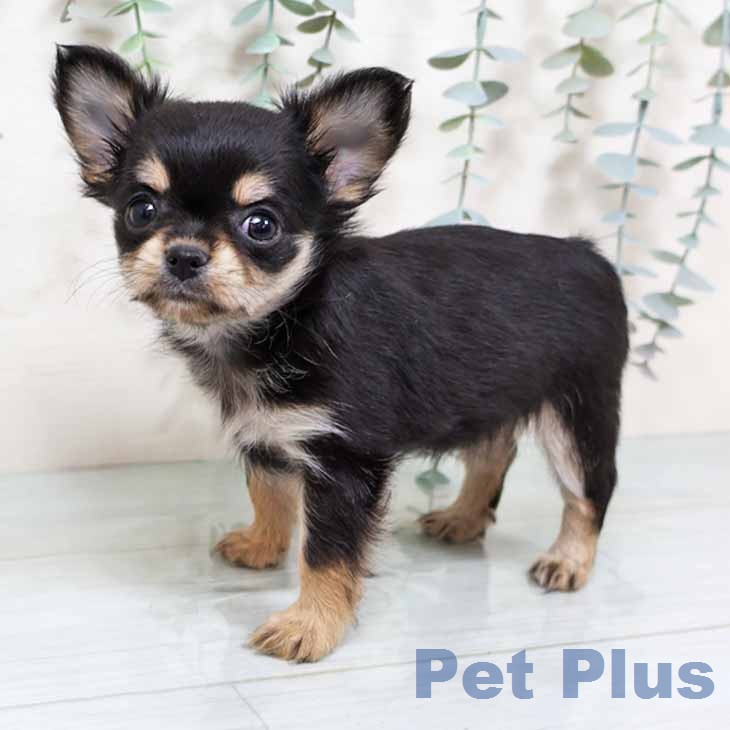 新潟県のチワワ(ロング) (ペットプラス 新潟南店/2025年11月18日生まれ/女の子/ブラックタンホワイト)の子犬の2枚目の画像