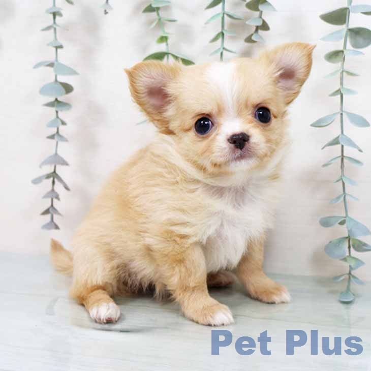 新潟県のチワワ(ロング) (ペットプラス 新潟南店/2025年11月18日生まれ/女の子/クリームホワイト)の子犬の1枚目の画像