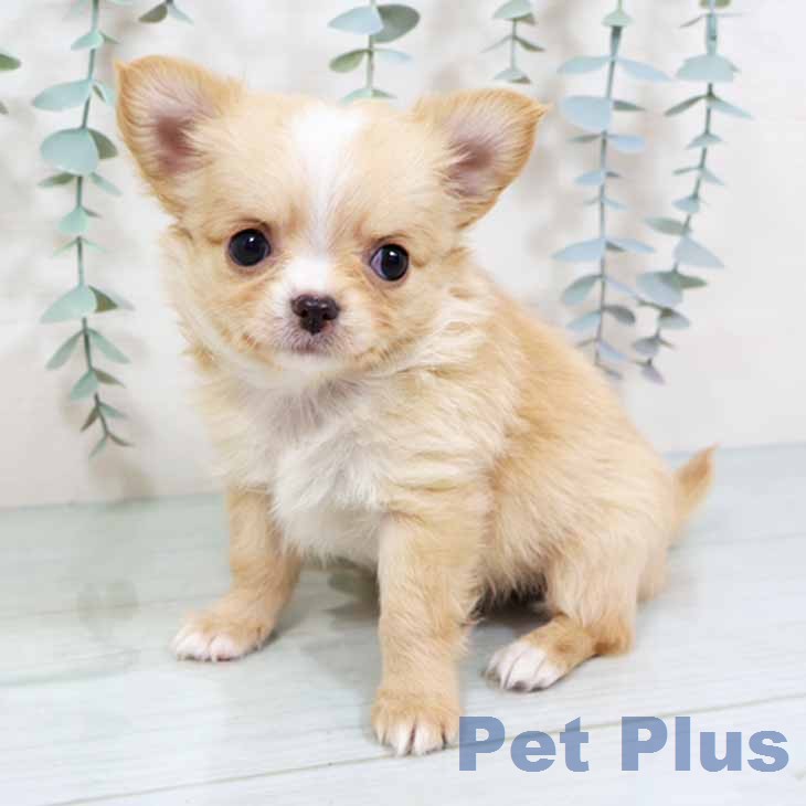 新潟県のチワワ(ロング) (ペットプラス 新潟南店/2025年11月18日生まれ/女の子/クリームホワイト)の子犬の2枚目の画像