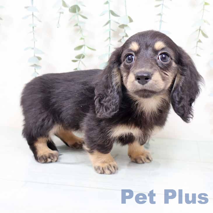 奈良県のミニチュアダックスフンド(ロング) (ペットプラス 大和郡山店/2025年11月21日生まれ/女の子/ブラックイエロー)の子犬の1枚目の画像