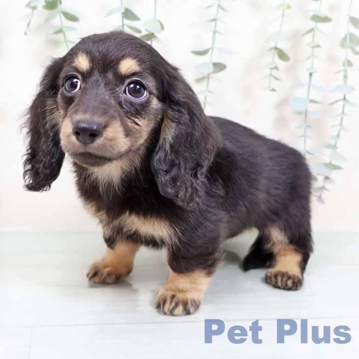 奈良県のミニチュアダックスフンド(ロング) (ペットプラス 大和郡山店/2025年11月21日生まれ/女の子/ブラックイエロー)の子犬の2枚目の画像