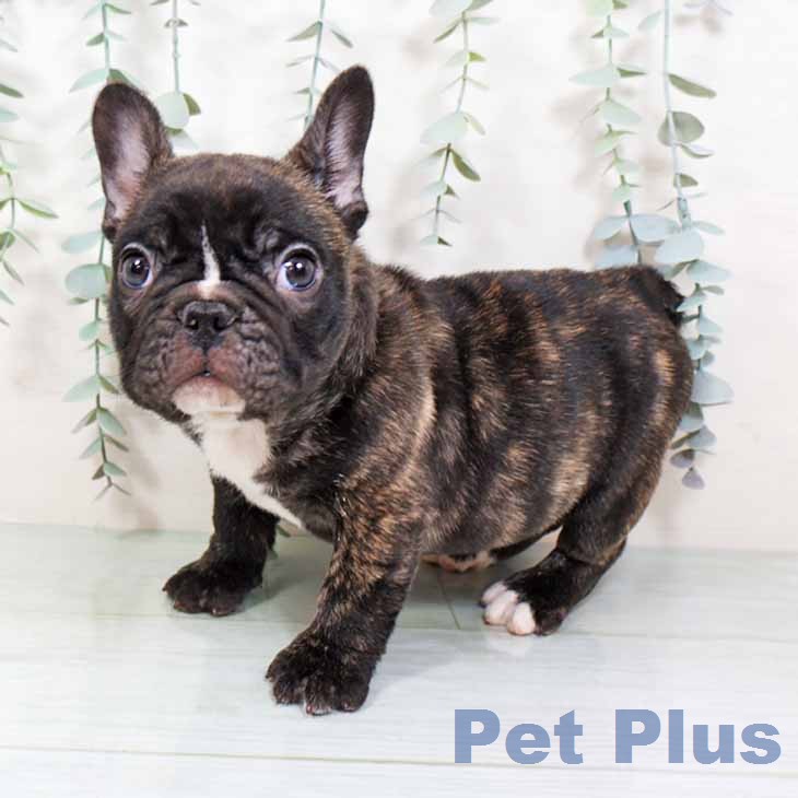 大阪府のフレンチブルドッグ (ペットプラス イオン大日店/2025年11月20日生まれ/男の子/ブリンドルホワイト)の子犬の1枚目の画像