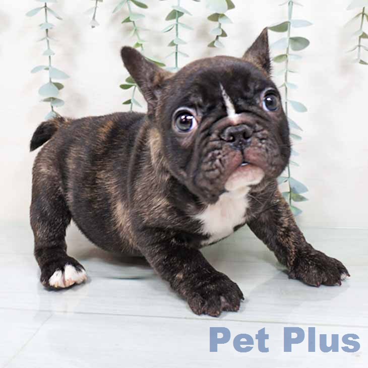 大阪府のフレンチブルドッグ (ペットプラス イオン大日店/2025年11月20日生まれ/男の子/ブリンドルホワイト)の子犬の2枚目の画像