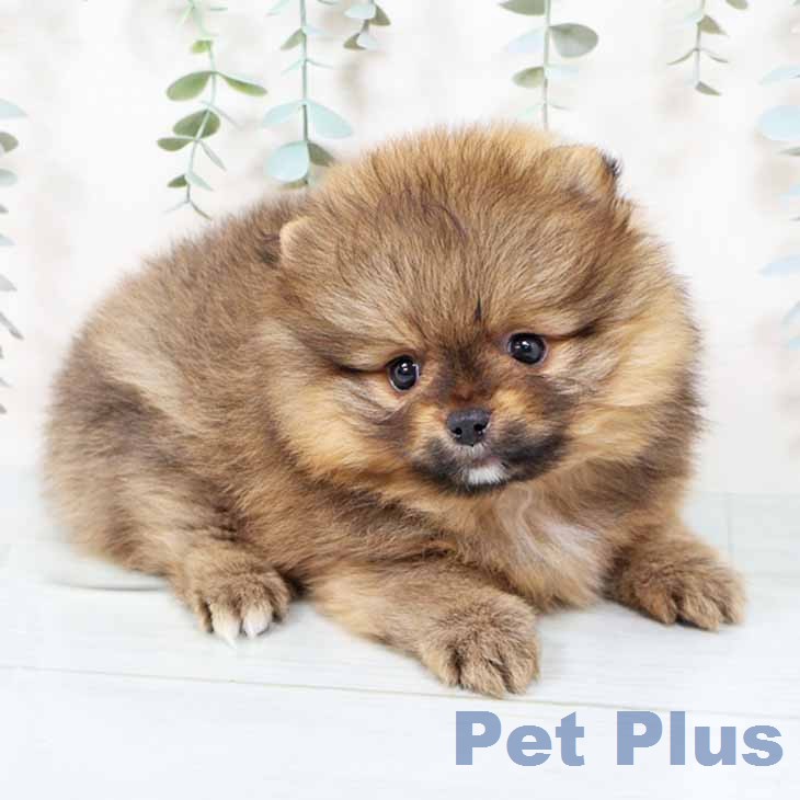 兵庫県のポメラニアン (ペットプラス 神戸三宮店/2025年11月20日生まれ/男の子/オレンジセーブル)の子犬の1枚目の画像