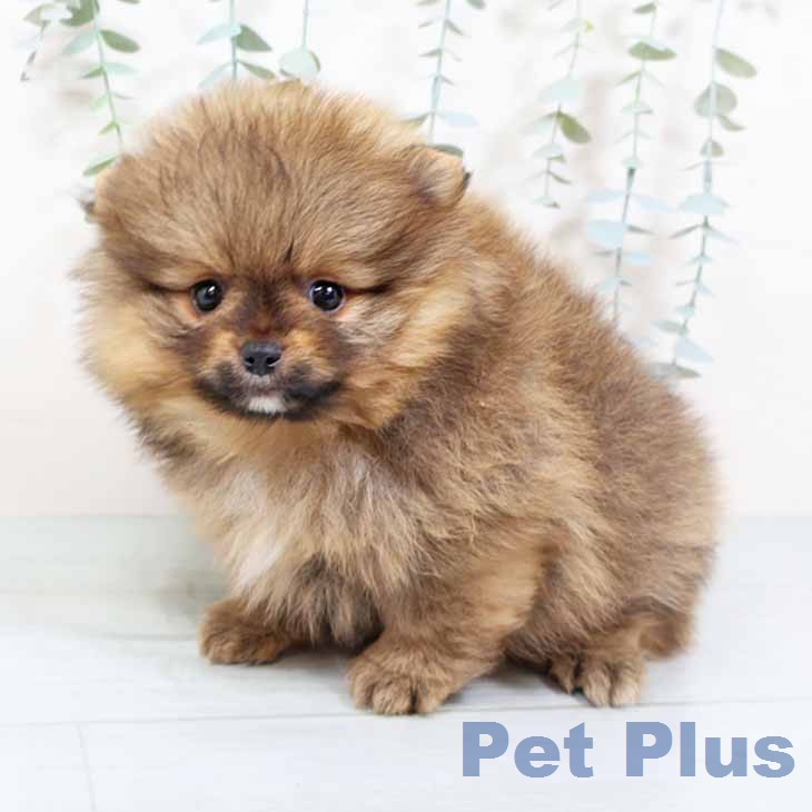 兵庫県のポメラニアン (ペットプラス 神戸三宮店/2025年11月20日生まれ/男の子/オレンジセーブル)の子犬の2枚目の画像