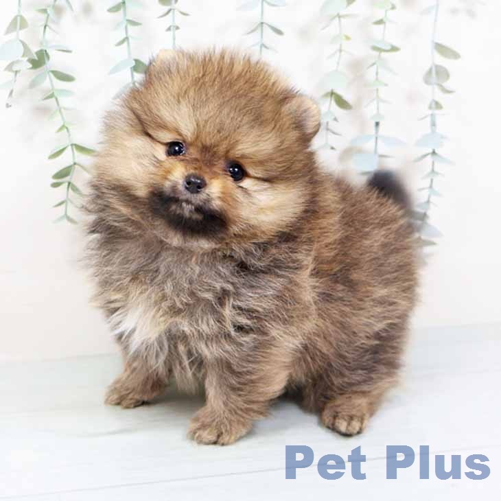 大阪府のポメラニアン (ペットプラス ららぽーと和泉店/2025年11月20日生まれ/男の子/オレンジセーブル)の子犬の1枚目の画像
