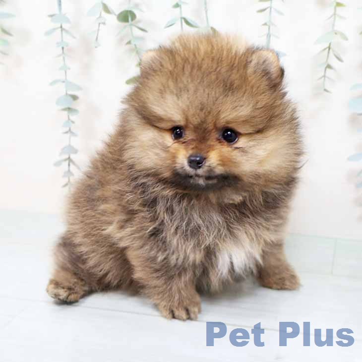大阪府のポメラニアン (ペットプラス ららぽーと和泉店/2025年11月20日生まれ/男の子/オレンジセーブル)の子犬の2枚目の画像