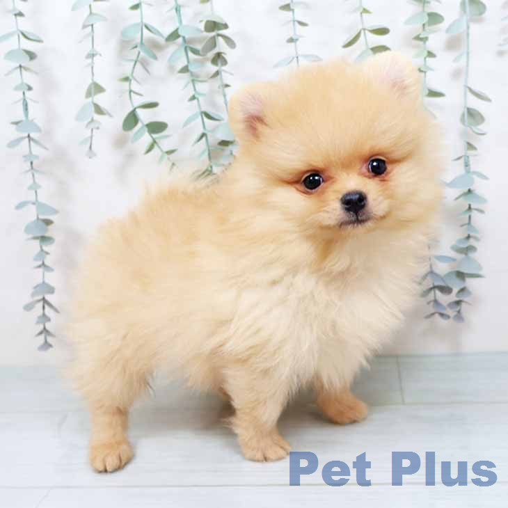 新潟県のポメラニアン (ペットプラス 新潟南店/2025年11月19日生まれ/男の子/クリーム)の子犬の1枚目の画像